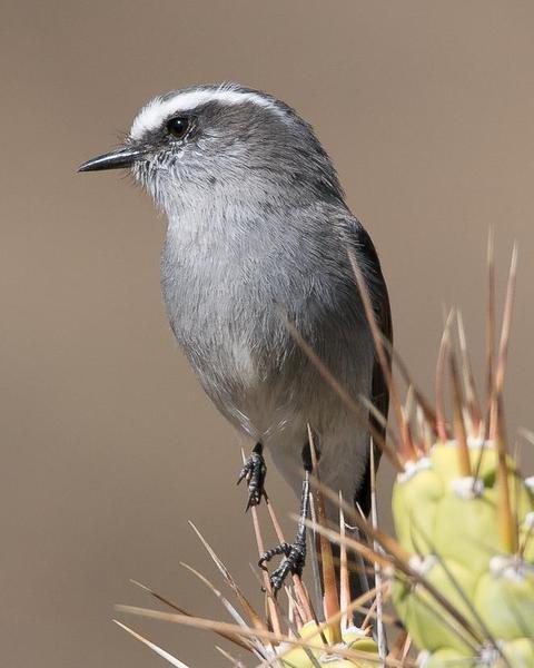 White-browed Chat-Tyrant