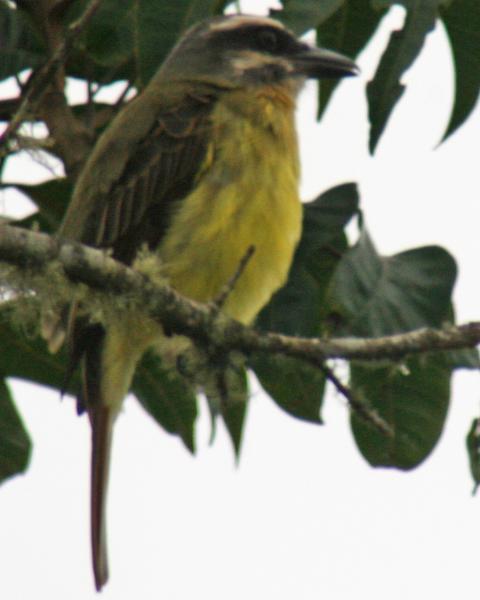 Golden-crowned Flycatcher