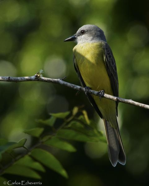 Tropical Kingbird
