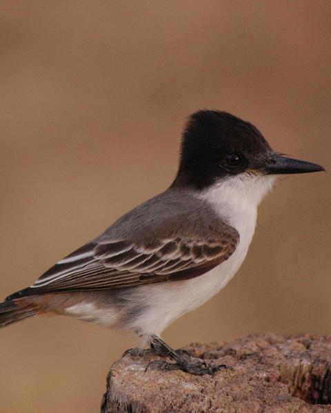 Loggerhead Kingbird (Hispaniolan)