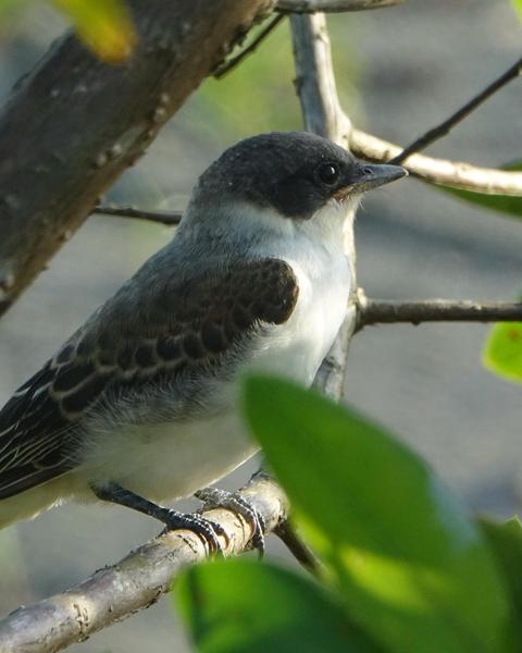 Fork-tailed Flycatcher
