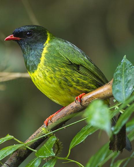 Green-and-black Fruiteater
