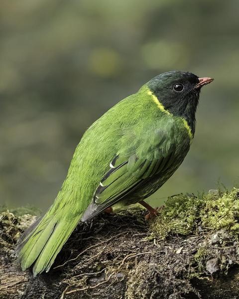 Green-and-black Fruiteater