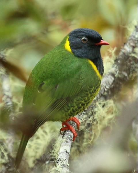 Band-tailed Fruiteater