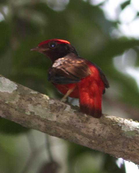 Guianan Red-Cotinga