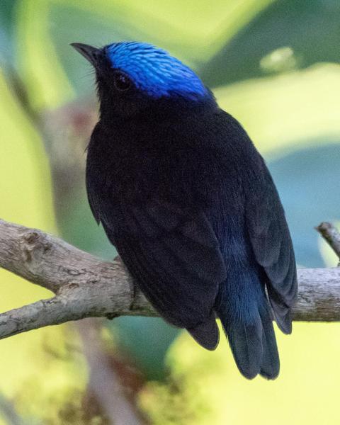 Blue-crowned Manakin