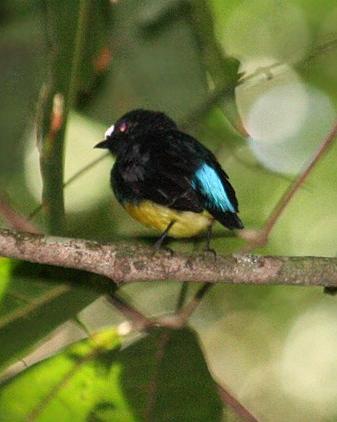 White-fronted Manakin