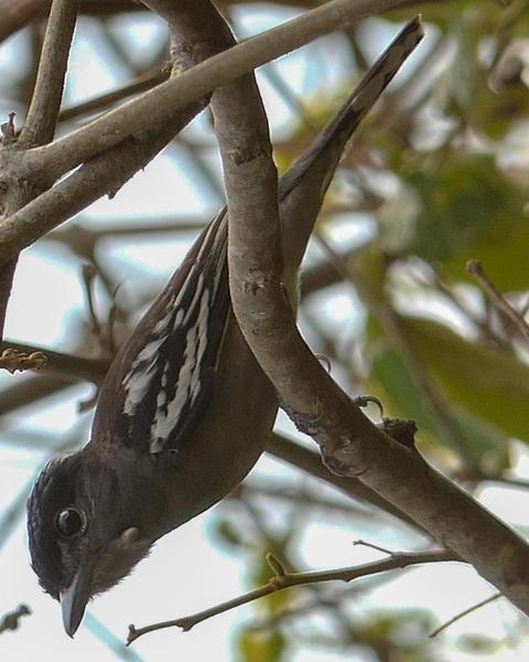 White-winged Becard