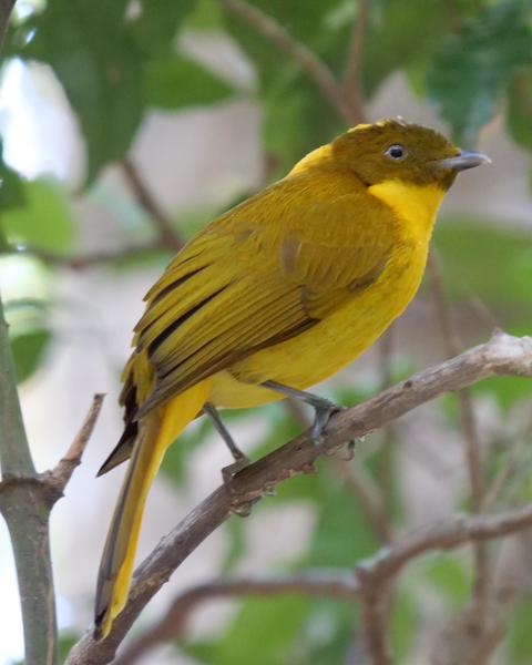 Golden Bowerbird