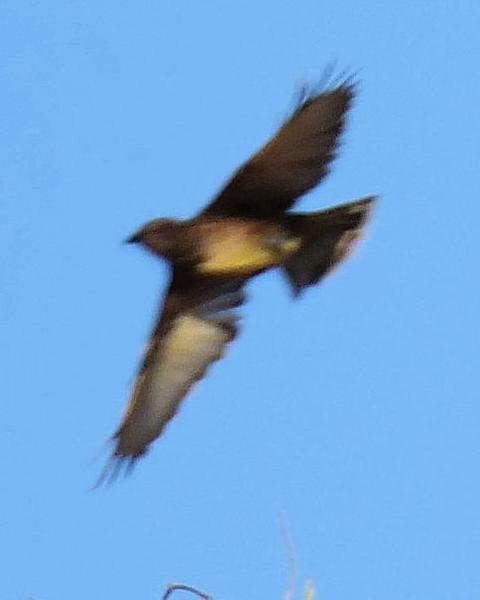 Western Bowerbird