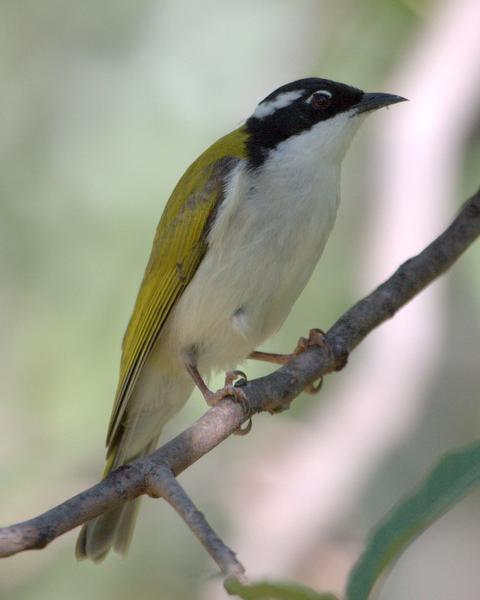 White-throated Honeyeater