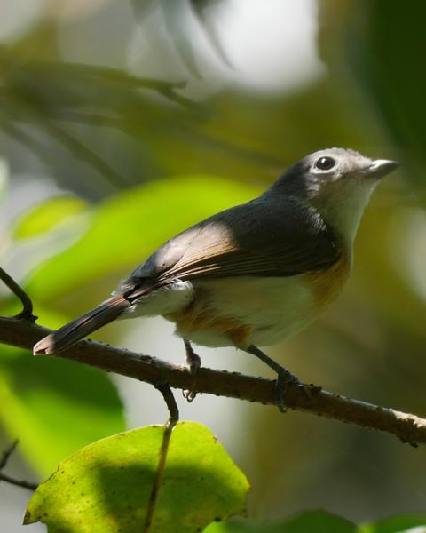 Red-tailed Vanga