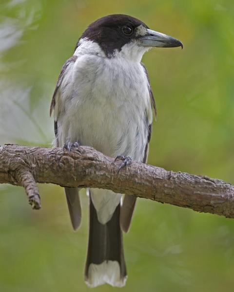 Gray Butcherbird