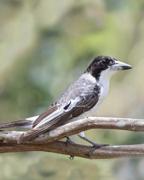 Silver-backed Butcherbird