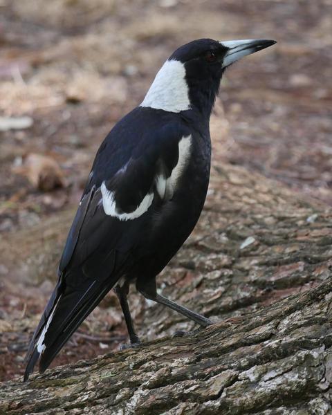 Australian Magpie (Black-backed)