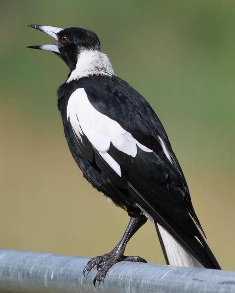 Australian Magpie (Black-backed)