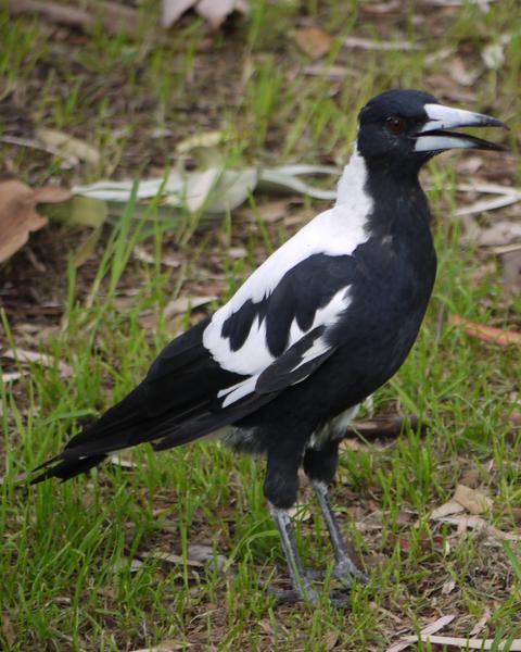 Australian Magpie (Western)