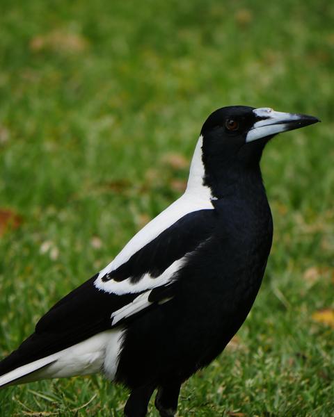Australian Magpie (Western)
