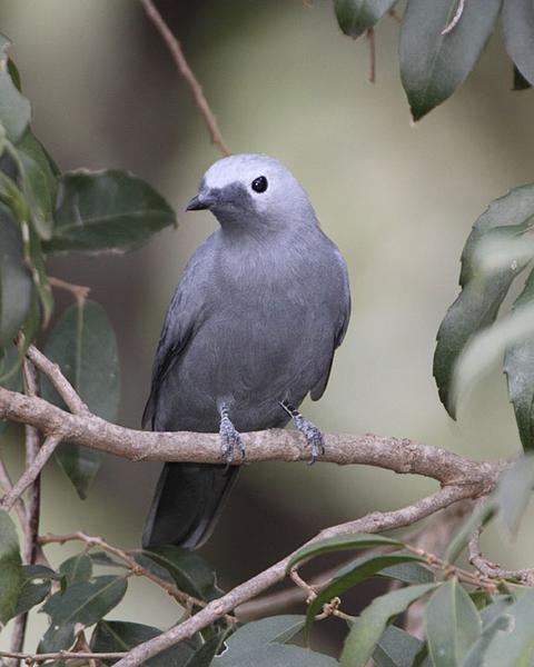 Gray Cuckooshrike