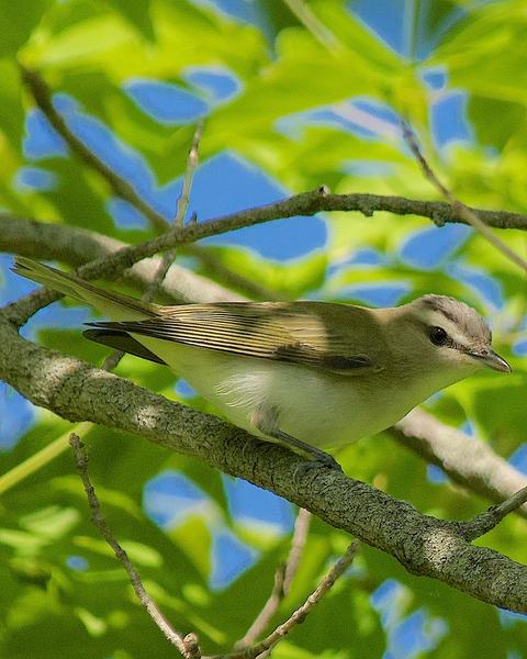 Red-eyed/Chivi Vireo