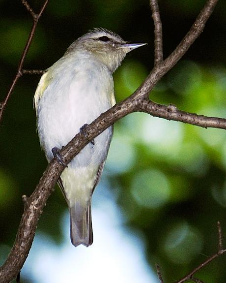 Red-eyed/Chivi Vireo