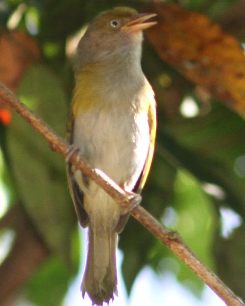 Gray-chested Greenlet