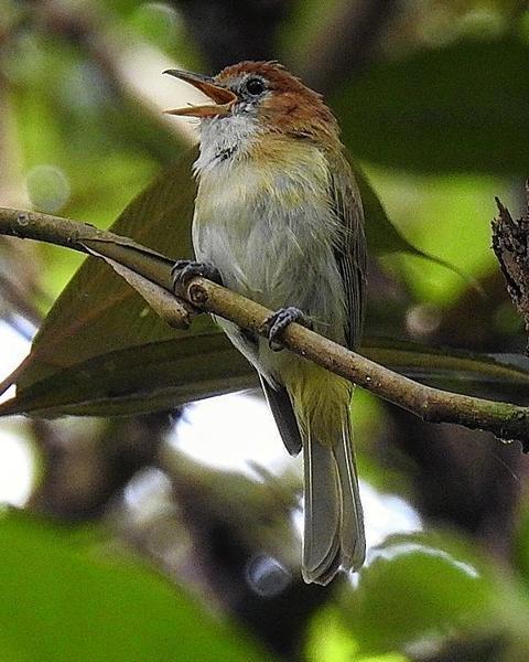 Rufous-naped Greenlet