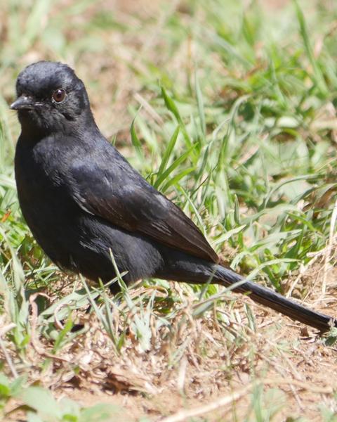 square-tailed drongo sp.