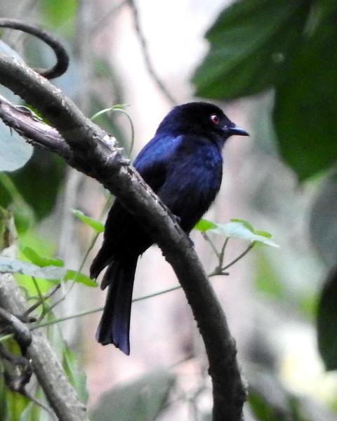 square-tailed drongo sp.