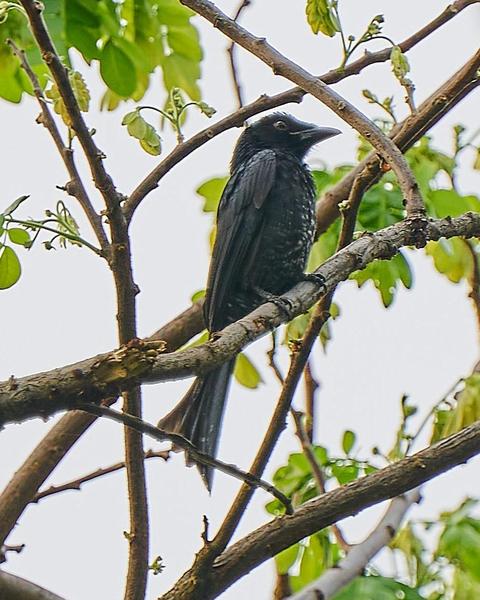 Crow-billed Drongo