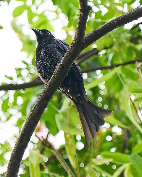 Crow-billed Drongo
