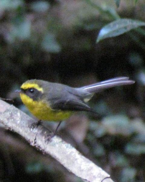Yellow-bellied Fairy-Fantail