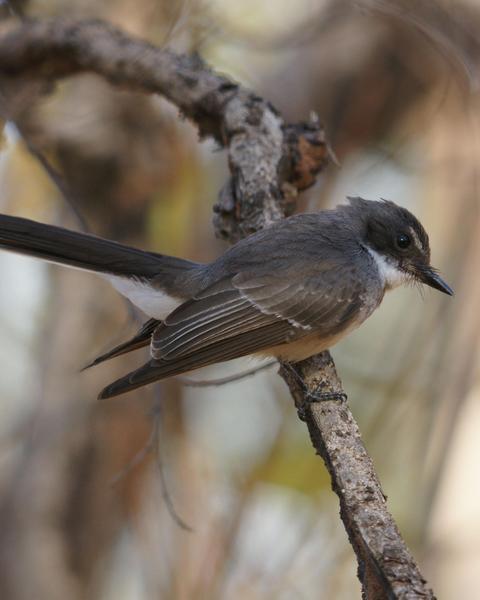 Northern Fantail