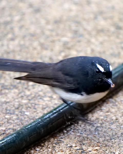 Willie-wagtail