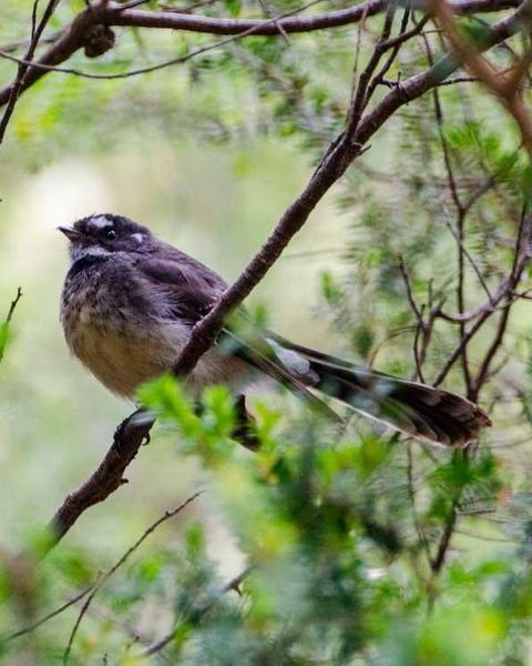 Gray Fantail