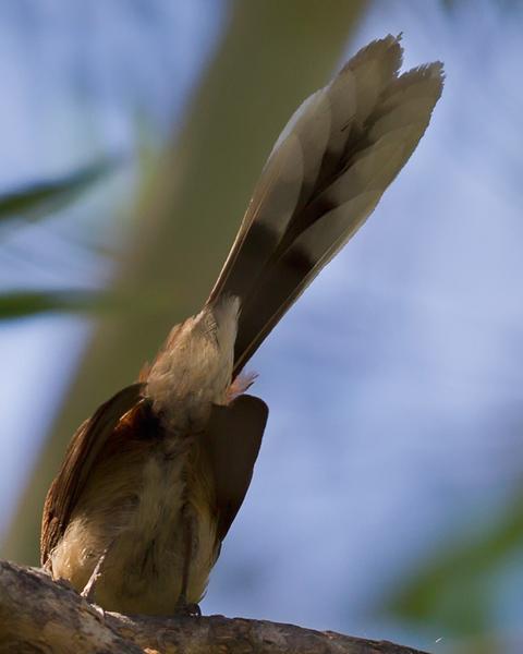 Arafura Fantail