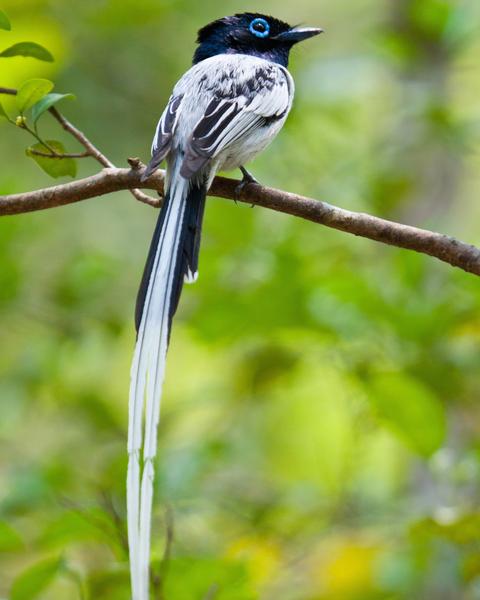 Madagascar Paradise-Flycatcher