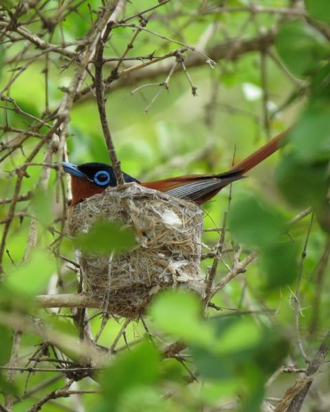 Madagascar Paradise-Flycatcher