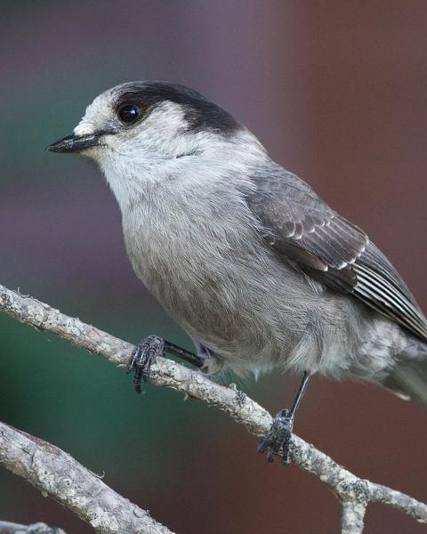 Canada Jay (Pacific)