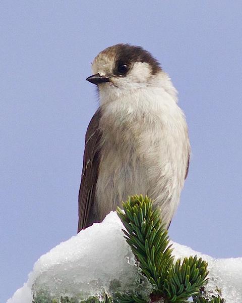 Canada Jay (Pacific)
