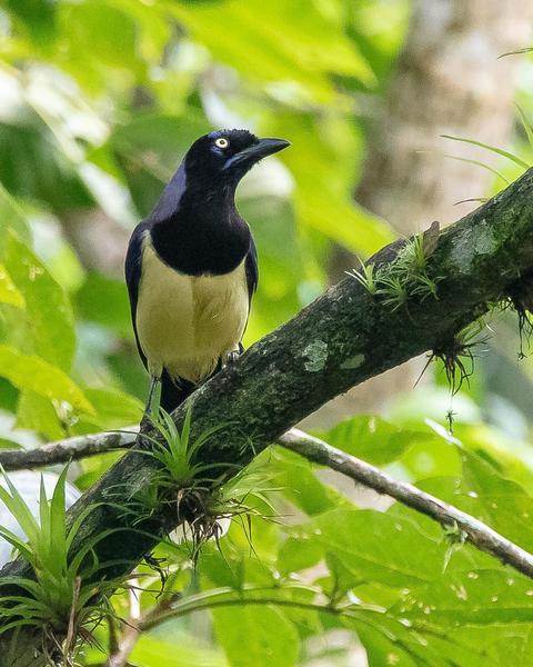 Black-chested Jay