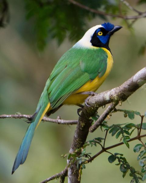Green Jay (Inca)