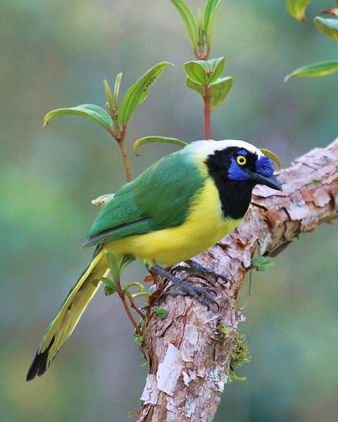 Green Jay (Inca)