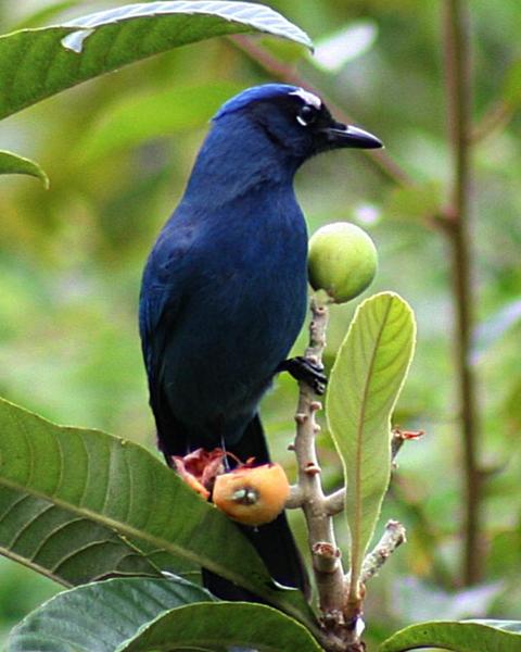Steller's Jay (Central American)