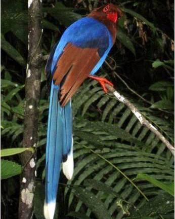 Sri Lanka Blue-Magpie