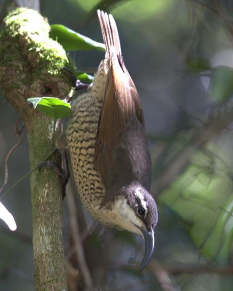 Paradise Riflebird