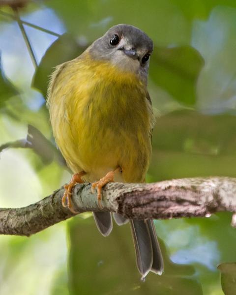 Pale-yellow Robin