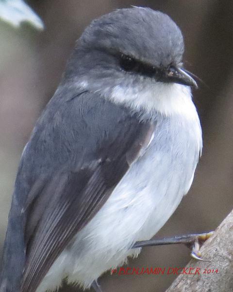 White-breasted Robin
