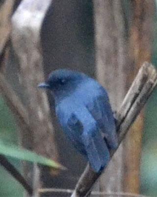 Blue-gray Robin