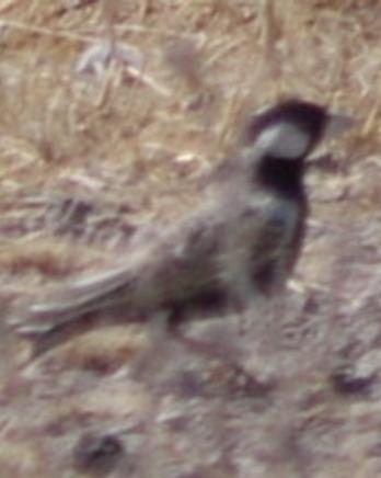 Gray-backed Sparrow-Lark
